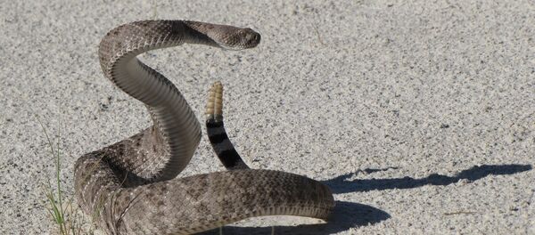 Cobra cascavel (imagem referencial) - Sputnik Brasil