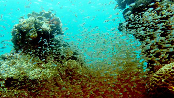Peixes nadando entre recifes de corais depois de um navio de cruzeiro britânico ter colidido com recifes, causando grandes danos em Raja Ampat, 4 de março de 2017 - Sputnik Brasil