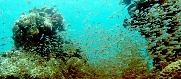 Peixes nadando entre recifes de corais depois de um navio de cruzeiro britânico ter colidido com recifes, causando grandes danos em Raja Ampat, 4 de março de 2017 - Sputnik Brasil