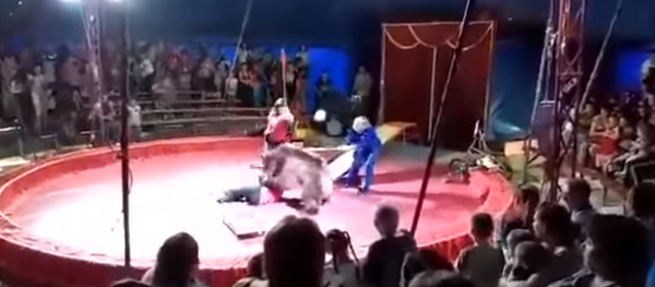 IMAGENS FORTES: urso se rebela em plena atuação e ataca domador - Sputnik Brasil