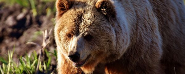 Urso (imagem referencial) - Sputnik Brasil