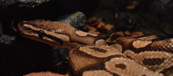 Uma serpente - Sputnik Brasil