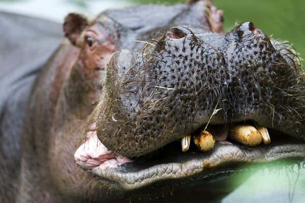 Hipopótamo no Zoológico de Amneville, França. - Sputnik Brasil