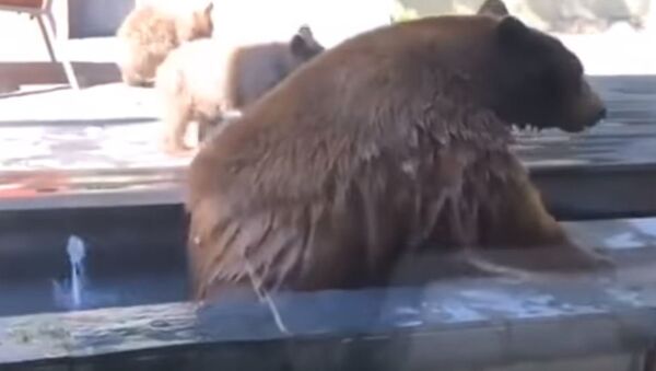 'Sai fora do meu quintal': cachorro assusta e manda embora família de ursos - Sputnik Brasil