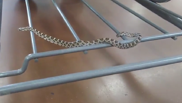 Dia de compras: serpente é flagrada descontraindo em carrinho na loja - Sputnik Brasil