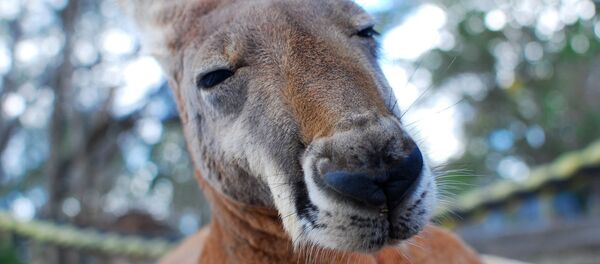 Canguru - Sputnik Brasil