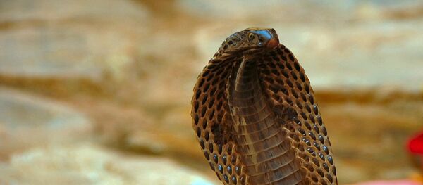 Cobra (imagem de arquivo) - Sputnik Brasil