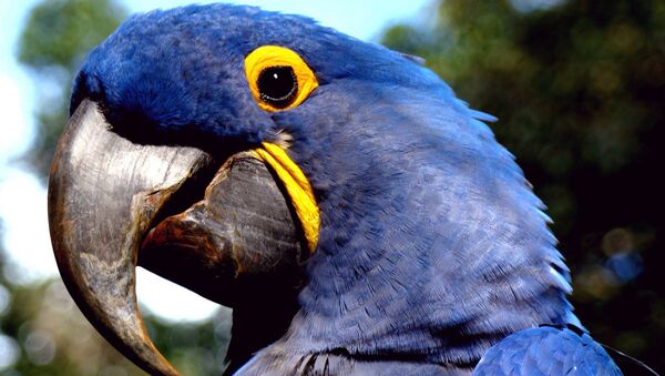 Arara azul - Sputnik Brasil