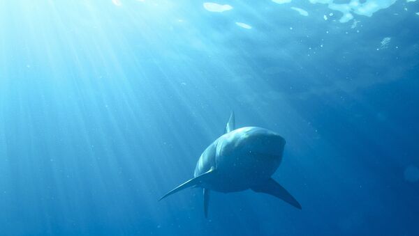Um tubarão branco - Sputnik Brasil