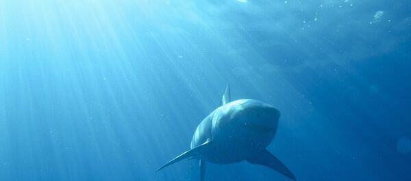 Um tubarão branco - Sputnik Brasil