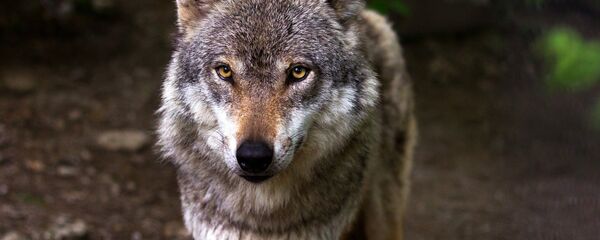 Um lobo - Sputnik Brasil