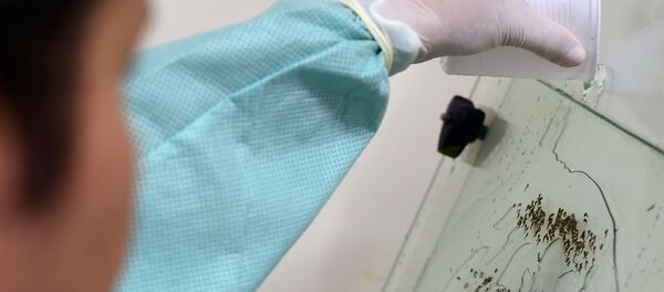 Segundo Anvisa, o Brasil pode se tornar o primeiro país do mundo a registrar uma vacina contra a dengue - Sputnik Brasil