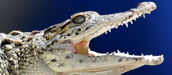 Jacaré jovem no Zoológico Nacional em Havana, em 27 de maio de 2015 (imagem referencial) - Sputnik Brasil