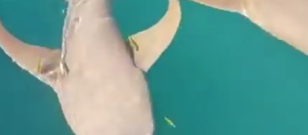 Arrepiante: tubarão arrasta mulher para profundezas do mar - Sputnik Brasil