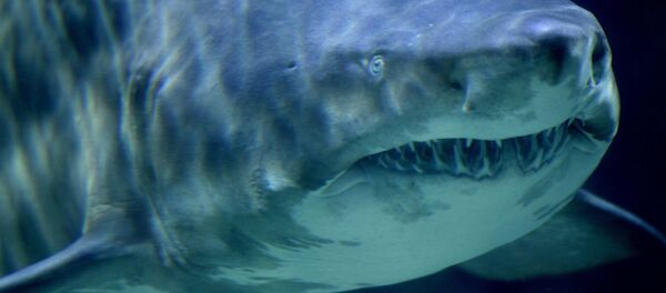 Tubarão-tigre - Sputnik Brasil