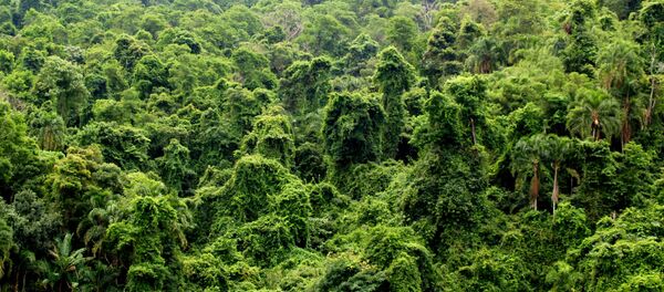 Selva virgem - Sputnik Brasil