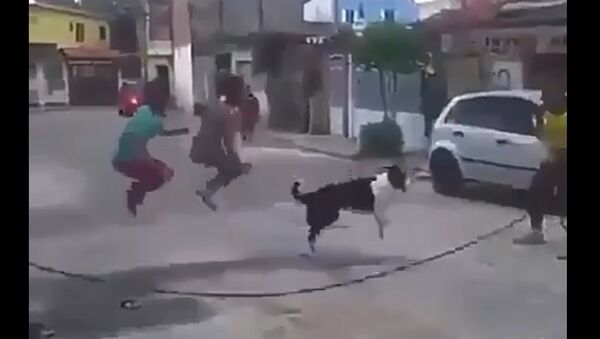 Cachorro se junta a crianças para pular corda na rua - Sputnik Brasil