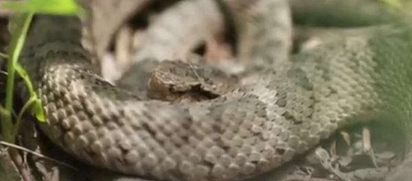 Paraíso serpentário: essa ilha abriga quase 20 mil cobras únicas - Sputnik Brasil