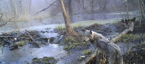 Lobo na floresta da parte ucraniana da zona de exclusão de Chernobyl (foto de arquivo) - Sputnik Brasil