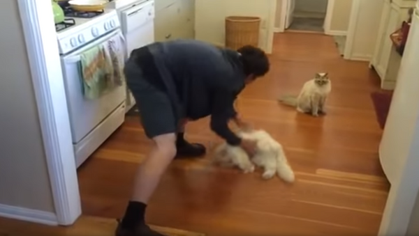 Homem empurra gato pelo chão da cozinha - Sputnik Brasil