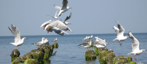Gaivotas no mar Báltico - Sputnik Brasil