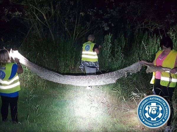 Pele de píton de cinco metros que está sendo procurada por serviço especial da Polônia - Sputnik Brasil