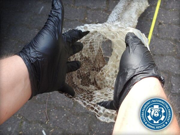 Pele de píton de cinco metros que está sendo procurada por serviço especial da Polônia - Sputnik Brasil