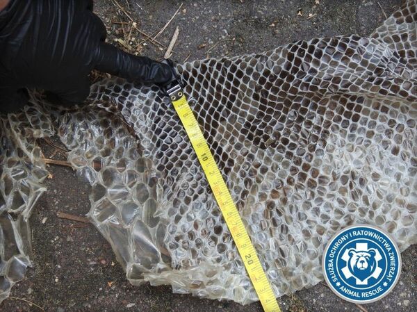 Pele de píton de cinco metros que está sendo procurada por serviço especial da Polônia - Sputnik Brasil