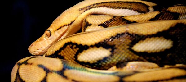 Píton - Sputnik Brasil