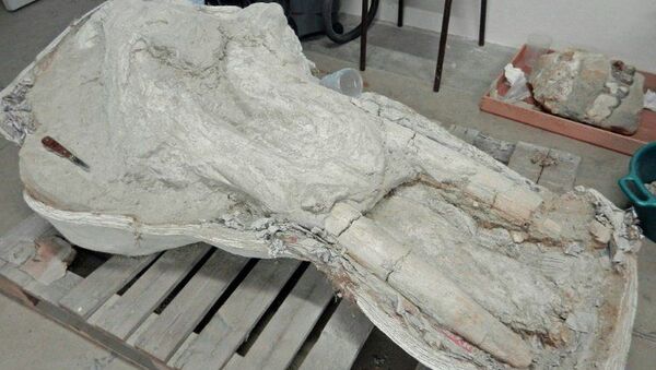 Crânio de antigo mastodonte no Museu de História Natural de Toulouse, França - Sputnik Brasil