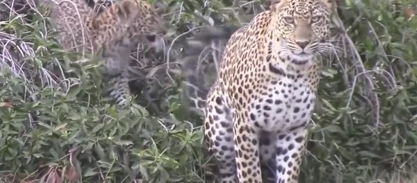 Leopardos - Sputnik Brasil