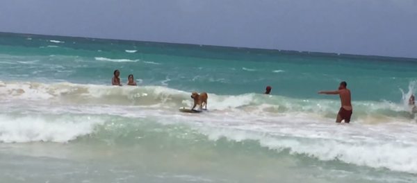 Cachorro surfando em praia da República Dominicana - Sputnik Brasil