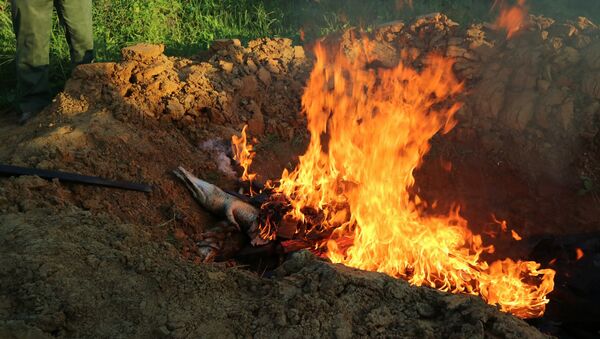 Moradores do povoado indonésio de Sorong queimam cadáveres de crocodilos mortos - Sputnik Brasil