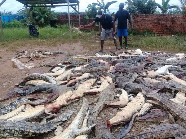 Crocodilos mortos no sábado (14) por aldeões do povoado indonésio de Sorong - Sputnik Brasil