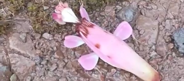 Criatura estranhha encontrada em Laos - Sputnik Brasil