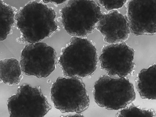 Pesquisadores afirmam ter recriado em laboratório 1ª forma de vida na Terra - Sputnik Brasil