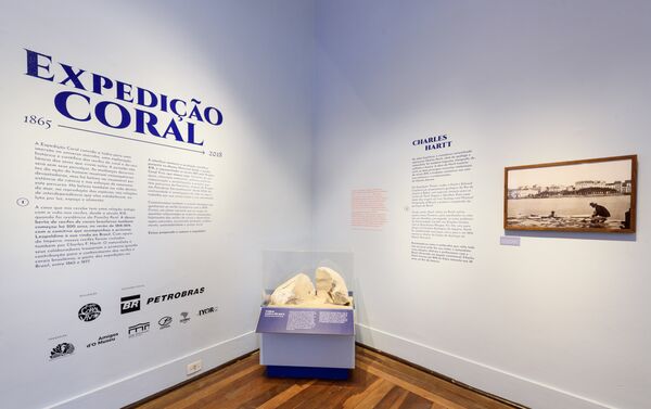 Exposição “Expedição Coral: 1865-2018” do Museu Nacional - Sputnik Brasil