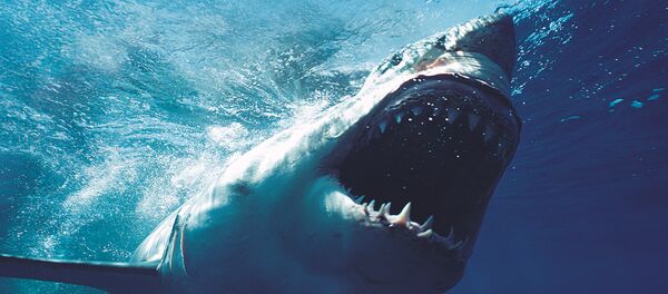 Tubarão (imagem referencial) - Sputnik Brasil