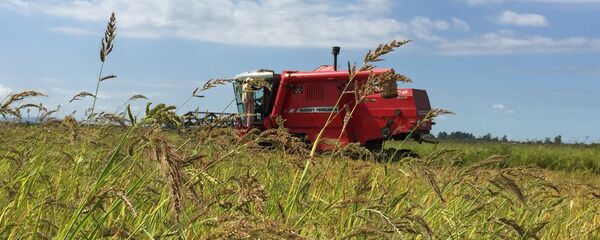 Plantação de arroz no Rio Grande do Sul - Sputnik Brasil