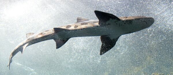 Um tubarão (imagem referencial) - Sputnik Brasil