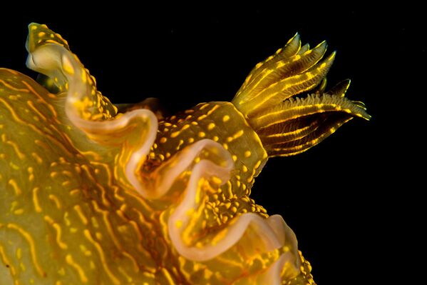 Pluma branquial de uma lesma-do-mar encontrada durante a expedição às Ilhas Líparas - Sputnik Brasil