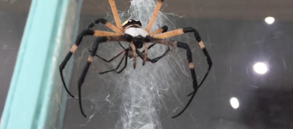 Aranha devora outra aranha menor Aranha devora outra aranha menor - Sputnik Brasil