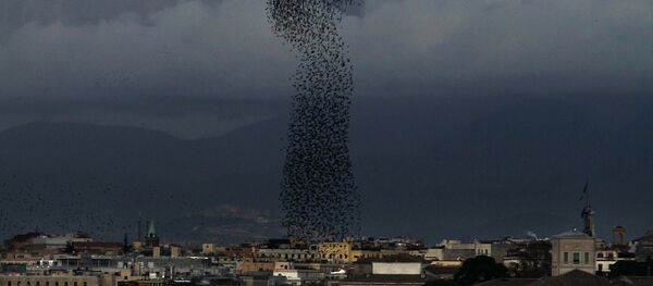 Milhões de moscas invadem cidade (imagem ilustrativa) - Sputnik Brasil