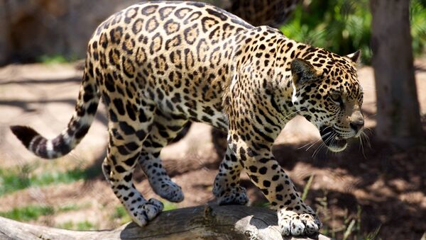 Leopardo (imagem ilustrativa) - Sputnik Brasil
