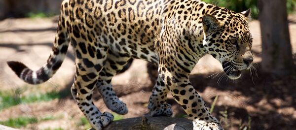 Leopardo (imagem ilustrativa) - Sputnik Brasil