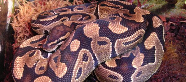 Píton-real (Python regius) (imagem referencial) - Sputnik Brasil