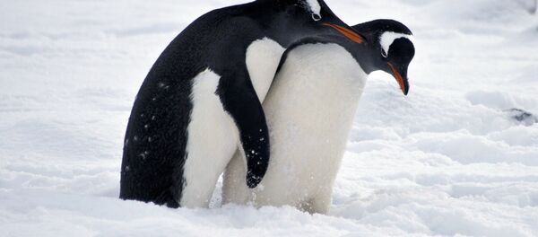 Pinguins na Antártida - Sputnik Brasil