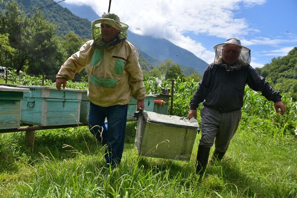 Apicultores em um apiário na Abkhazia - Sputnik Brasil