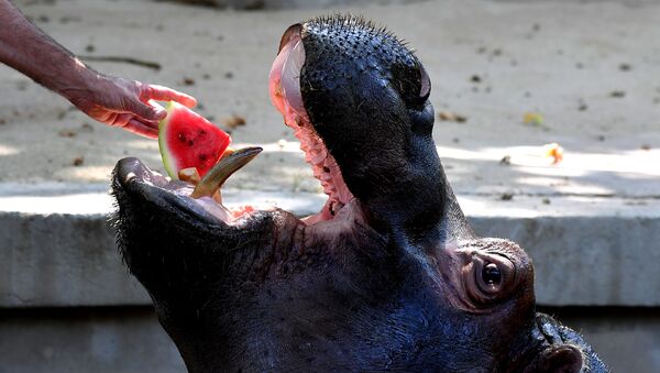 Funcionário de um zoológico alimenta um hipopótamo com melancia gelada (foto referencial) - Sputnik Brasil