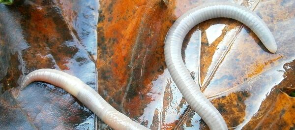 Verme (imagem referencial) - Sputnik Brasil